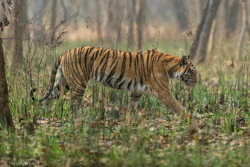 A Royal Bengal Tiger walking through the forest