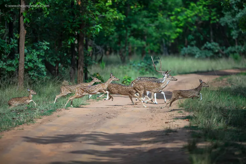 a green and white pool with a large green and white animal in Bandhavgarh