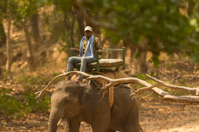 a herd of giraffe walking down a dirt road in Bandhavgarh