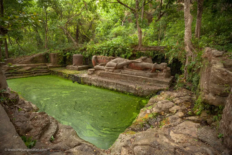 a small bird is standing in the woods in Bandhavgarh