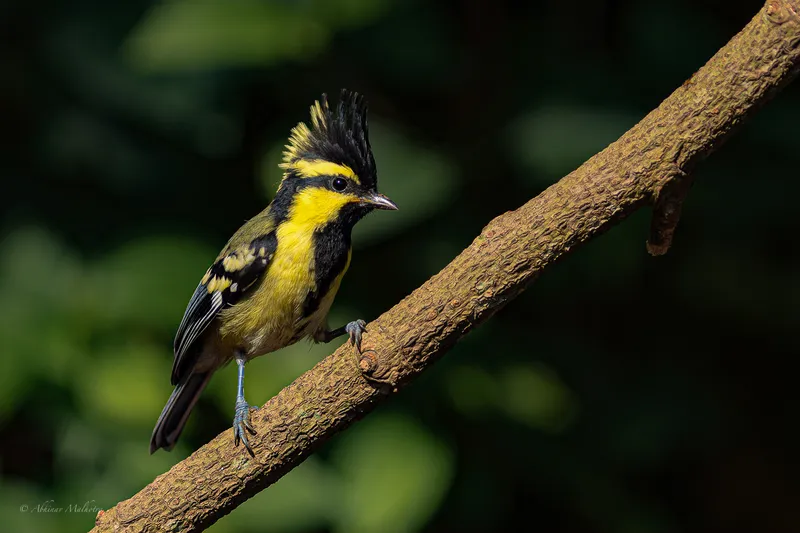a bird is perched on a branch in a tree in Bharatpur Bird Sanctuary