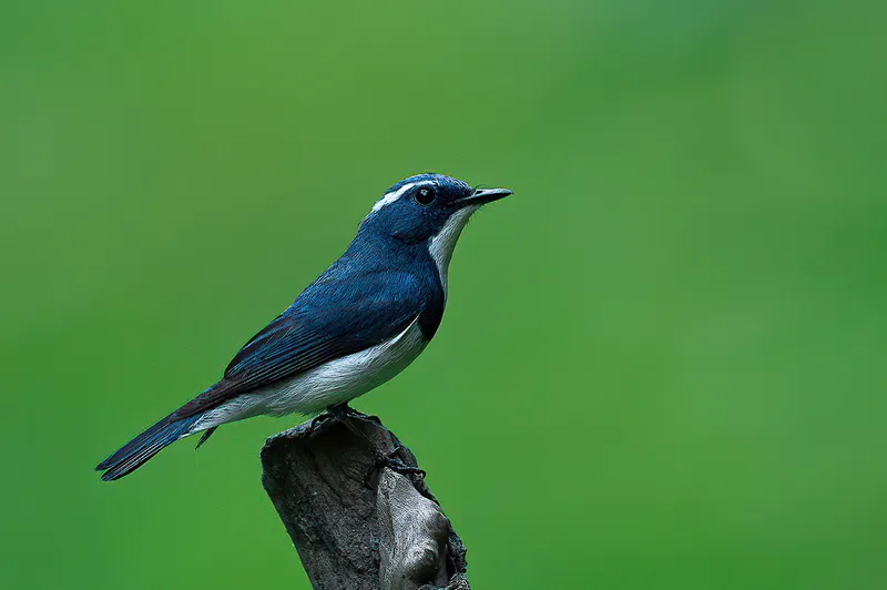 a bird is perched on a tree branch in Bharatpur Bird Sanctuary
