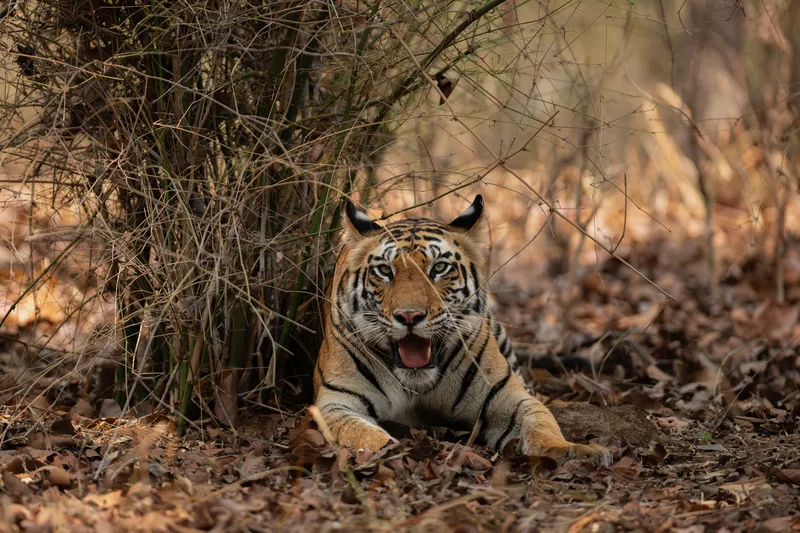 a bird is standing in the water in Bharatpur Bird Sanctuary