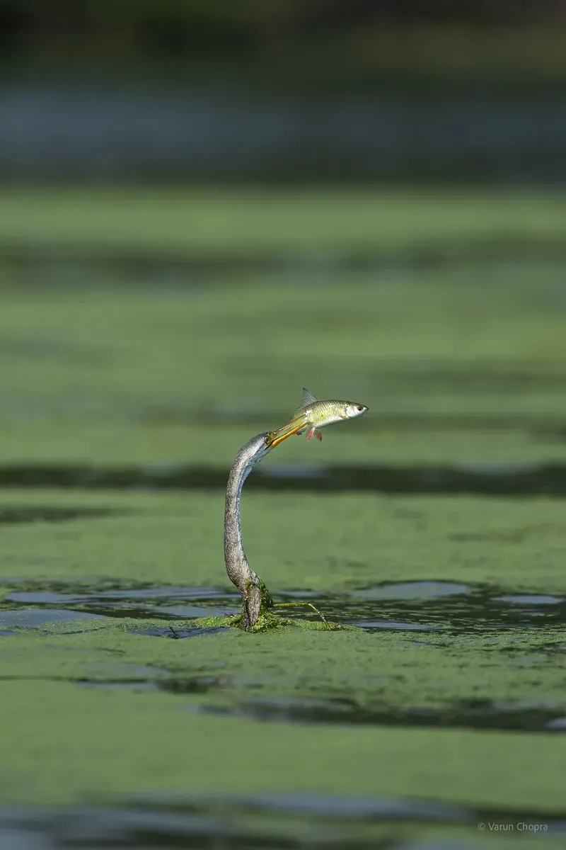 a bird is standing on a body of water in Bharatpur Bird Sanctuary