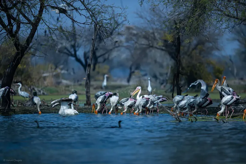 a large group of birds are standing in the water in Bharatpur Bird Sanctuary