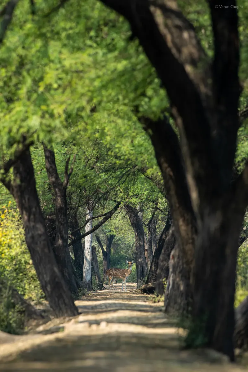 a tree lined street with a couple of trees in Bharatpur Bird Sanctuary