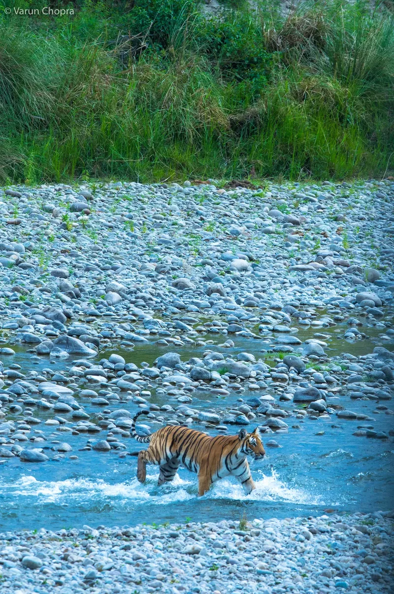 a bear walking through a stream of water in Corbett