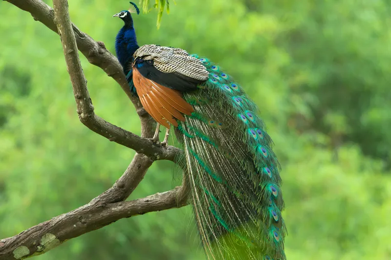 a bench is sitting in the middle of a dirt road in Corbett