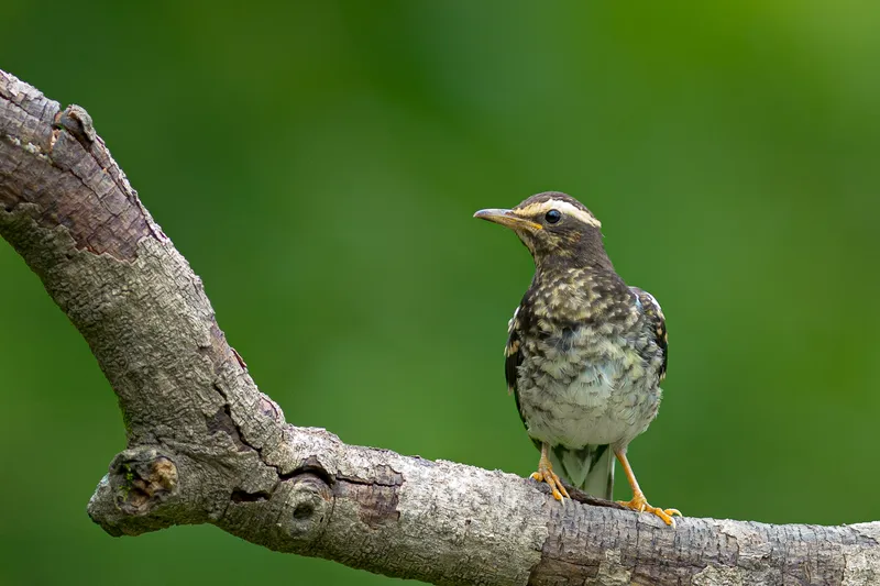 a bench is sitting in the middle of a dirt road in Corbett