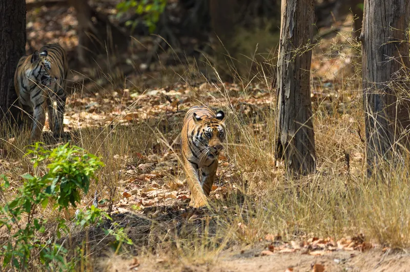 a bench is sitting in the middle of a dirt road in Corbett