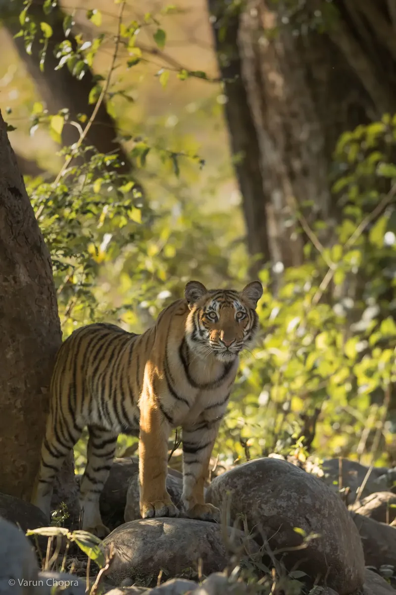 a brown and white bear walking through a forest in Corbett