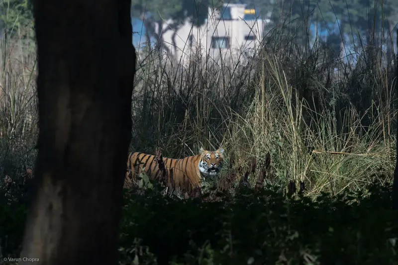 a brown and white striped animal standing next to a tree in Corbett