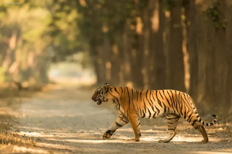 a brown and white striped zebra walking down a dirt road in Corbett