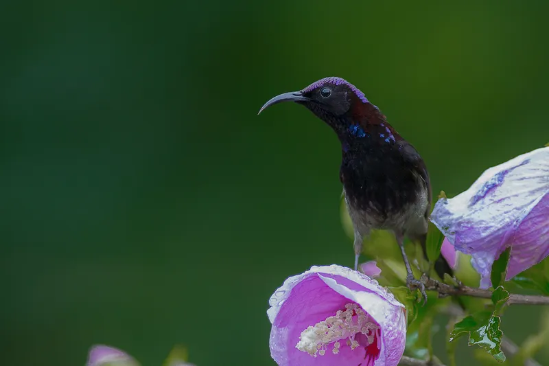 a brown bear is sitting on a tree in Corbett