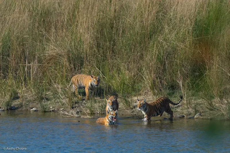 a giraffe and a zebra are in the water in Corbett