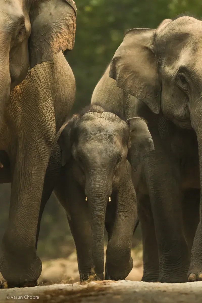 a herd of elephants standing next to each other in Corbett