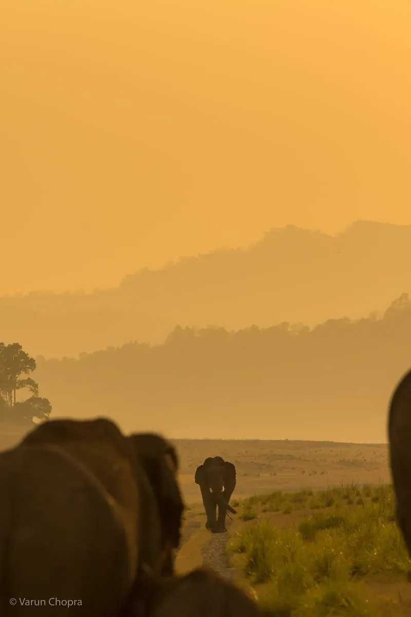 a herd of elephants walking down a dirt road in Corbett