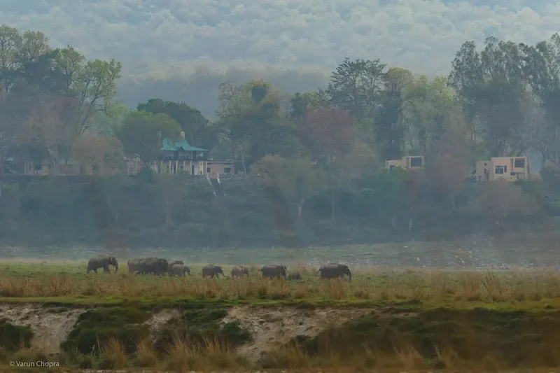 a herd of sheep grazing on a field in Corbett