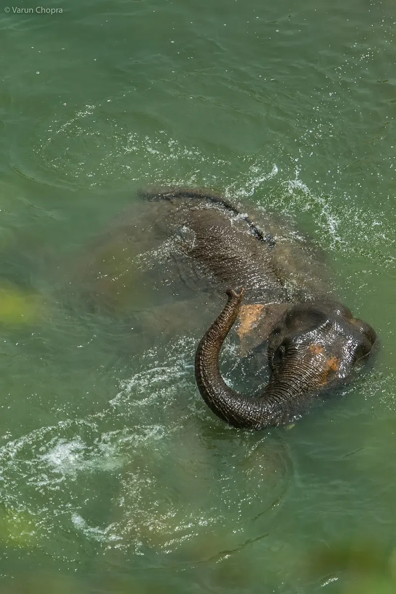 a large elephant is standing in the water in Corbett
