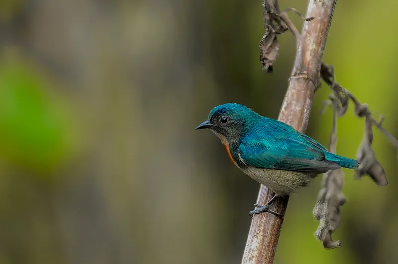 a large elephant is standing in the water in Corbett