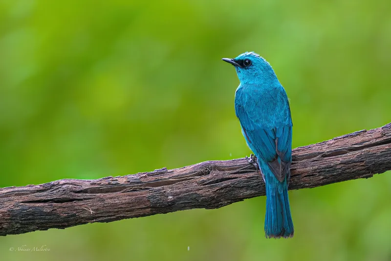 a bird sitting on a branch in the woods in Kaziranga