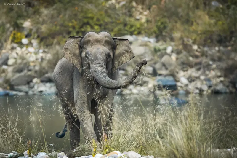 a large elephant standing in a field of water in Corbett