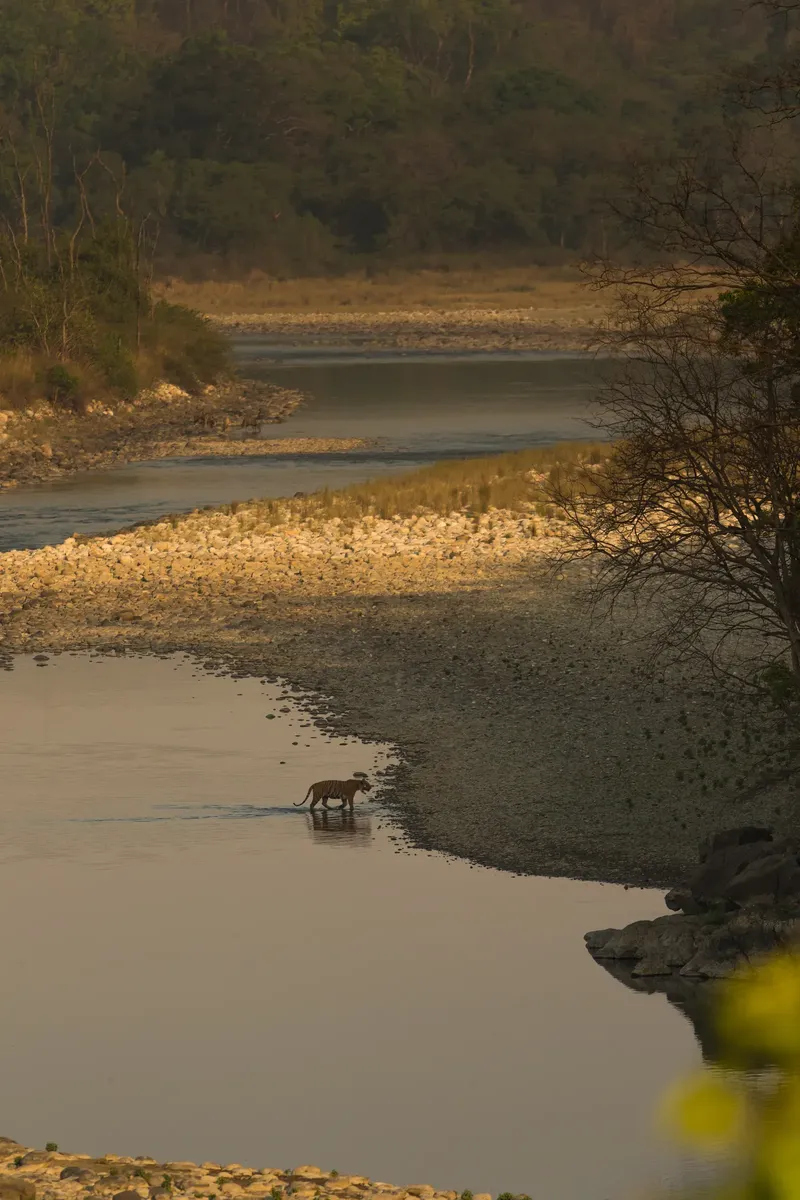a small river with a small stream in Corbett