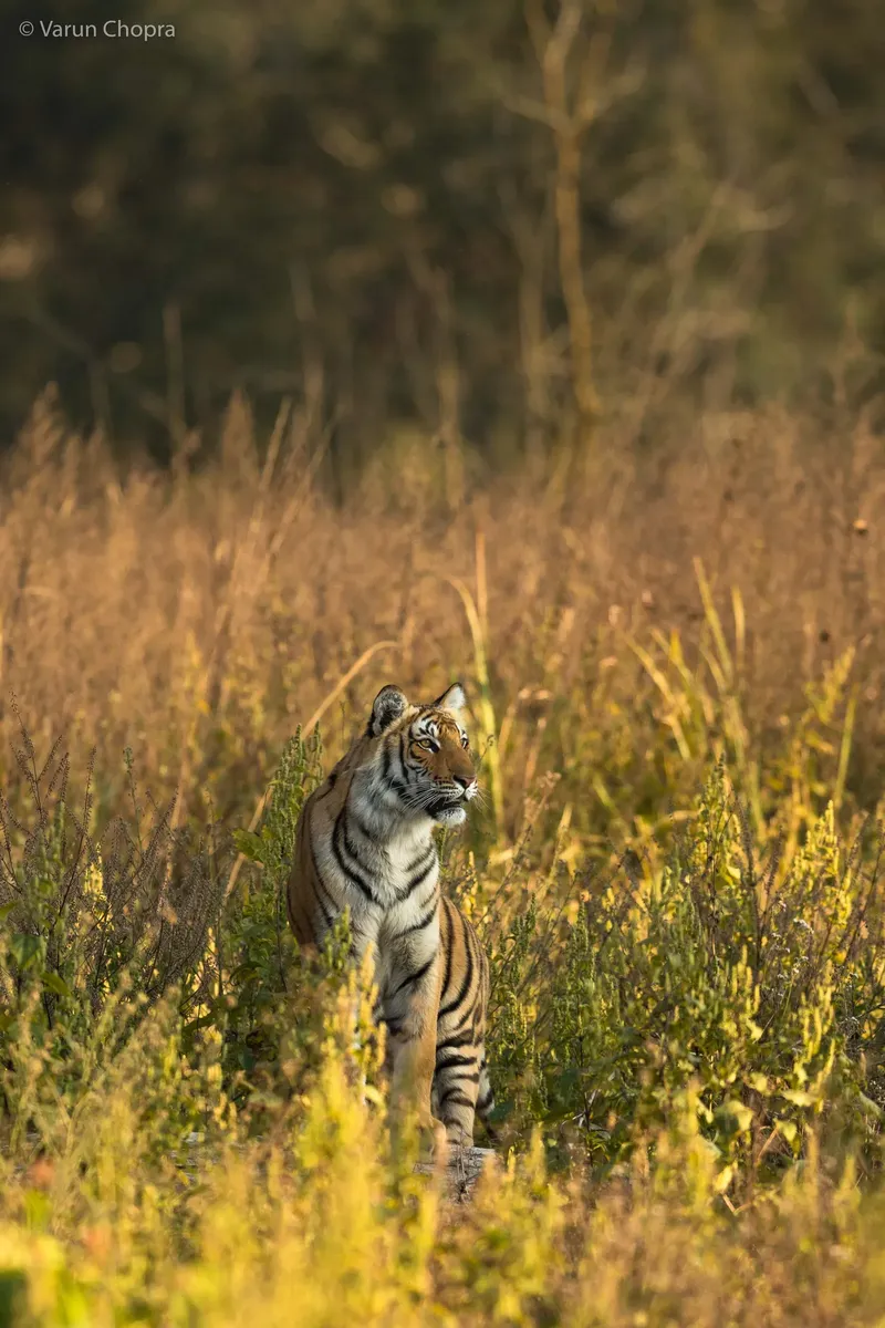 a zebra standing in a field of tall grass in Corbett