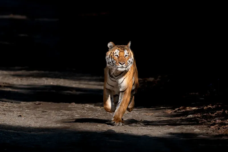 A Bengal tiger walking confidently toward the camera on a forest path in Corbett National Park