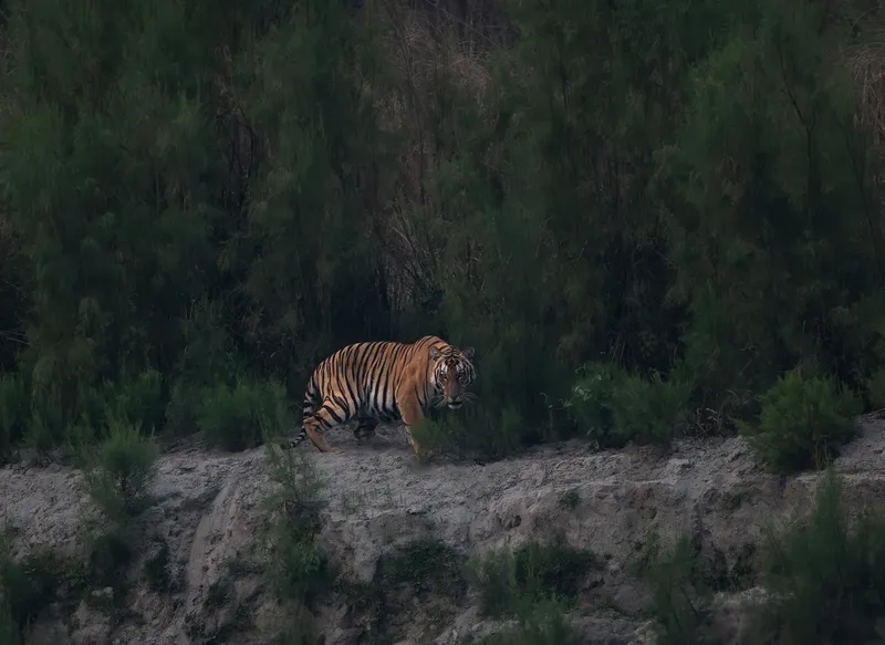 Two pied kingfisher birds in a dramatic mid-air interaction over the waters of Corbett National Park