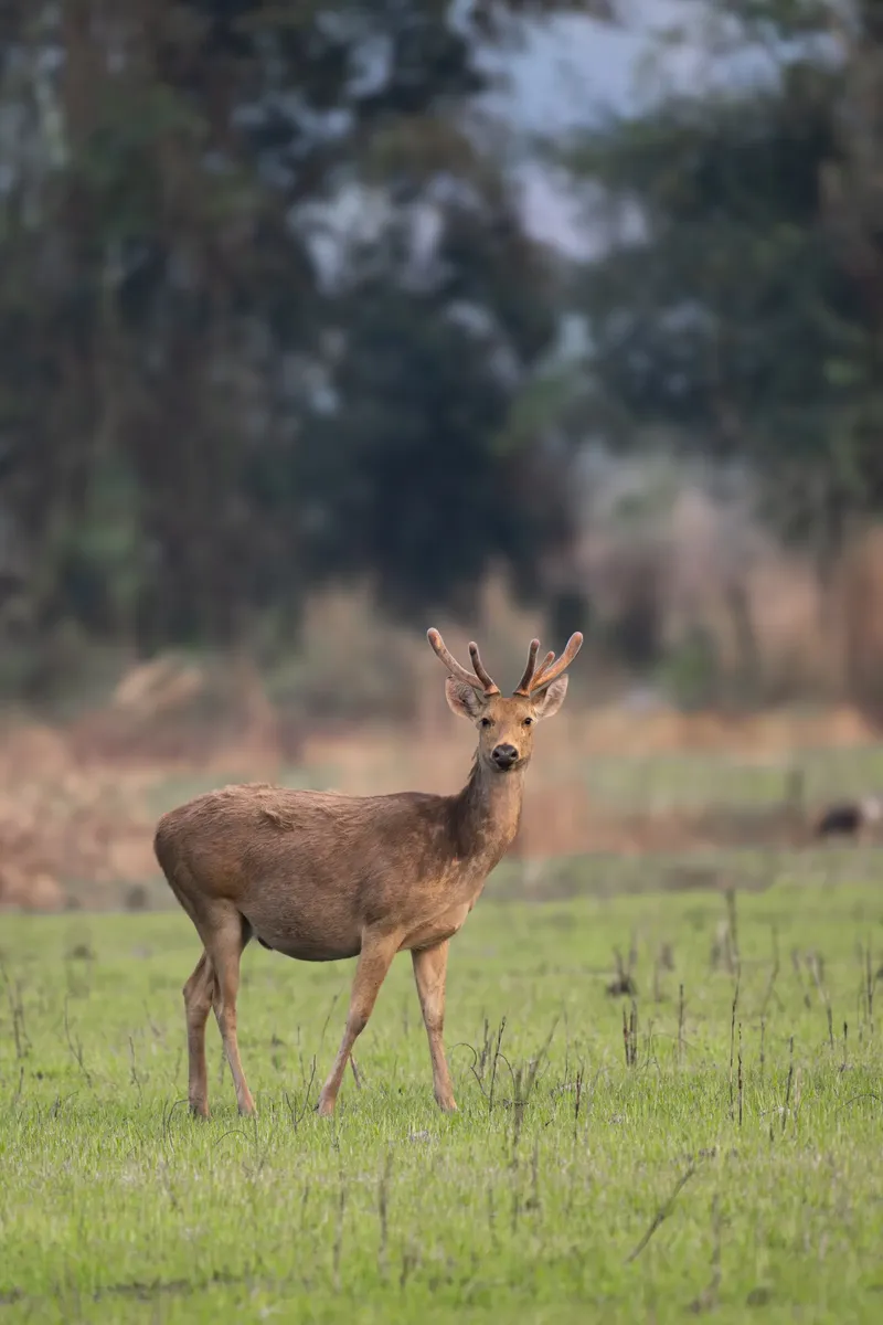 A safari jeep driving through a beautiful sal forest with golden sunbeams filtering through the canopy in Corbett National Park