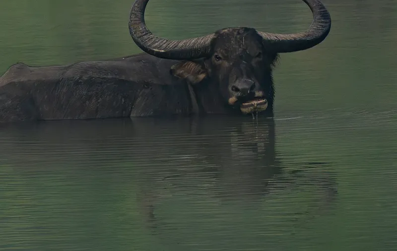 A tigress with three cubs walking along a rocky riverbed in Corbett National Park