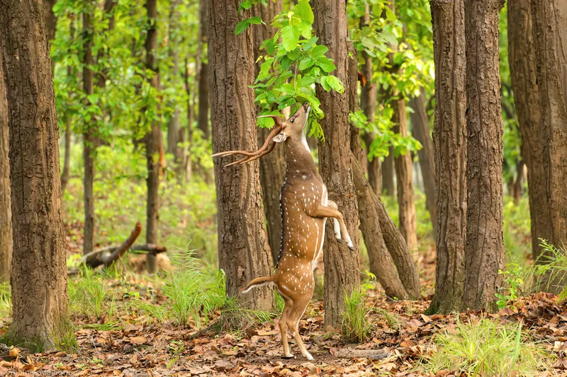 a herd of giraffe walking down a dirt road in Kanha