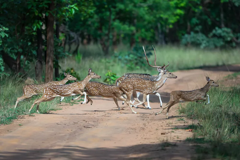 a large brown and white giraffe standing in a forest in Kanha