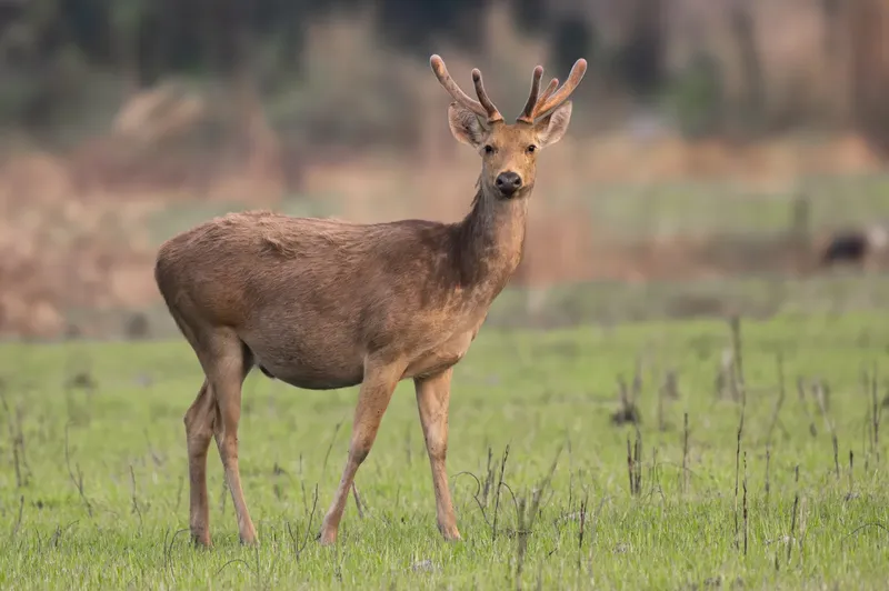 An Eastern swamp deer standing in a green grassland in Kaziranga