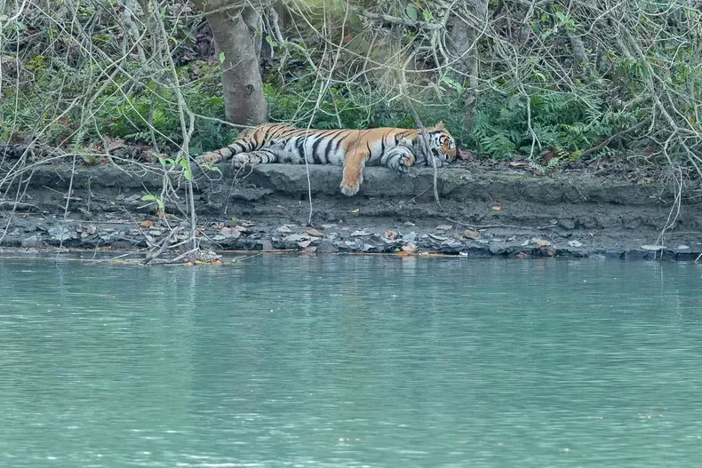 a bird is standing on a branch in the water in Pilibhit