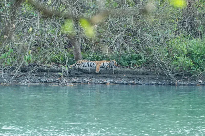 a bird is standing on a branch in the water in Pilibhit