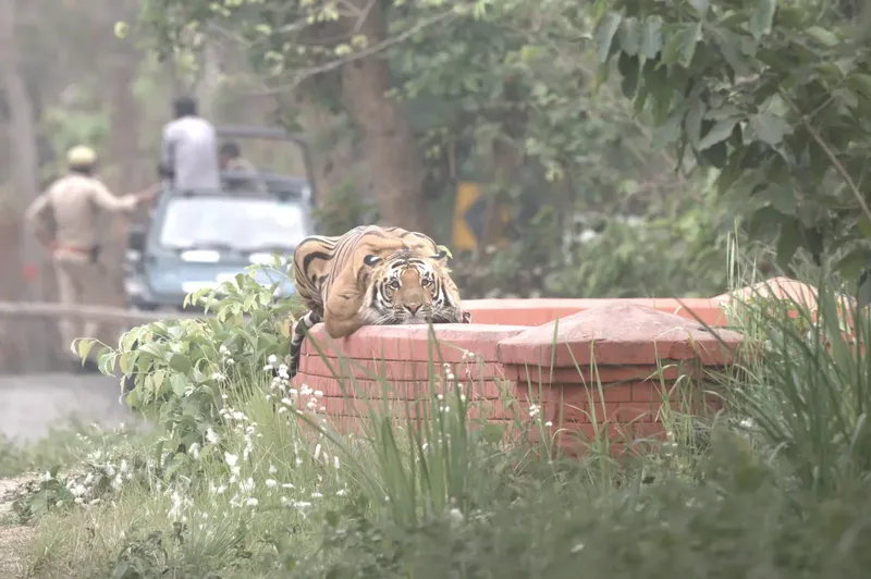 a dog is sitting in the back of a truck in Pilibhit