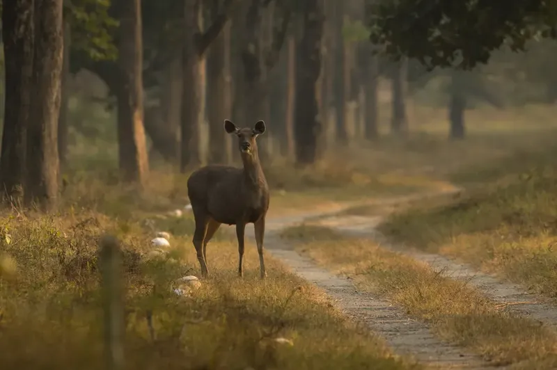 a horse and a donkey are walking through a field in Rajaji TR