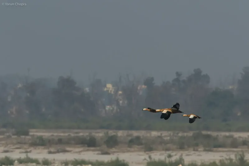 a plane flying over a field of trees in Rajaji TR