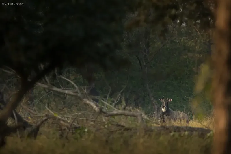 two zebras are standing in a field in Rajaji TR