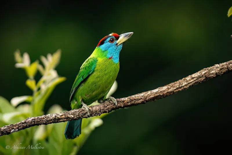 a bird sitting on a rock in the middle of a field in Sattal