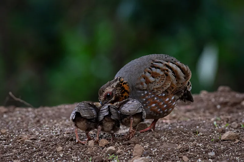 a small bird standing on a small piece of wood in Sattal