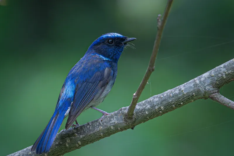 a small bird standing on a small piece of wood in Sattal