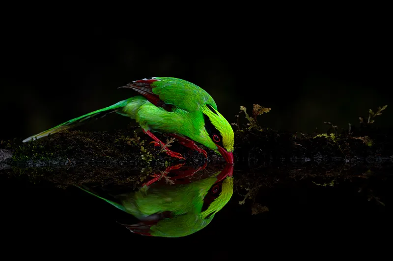 two birds are sitting on a branch in the water in Sattal